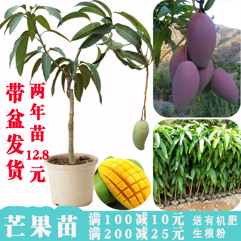 贵妃金煌桂七大芒果苗树苗包邮嫁接北南方种植当年结果四季芒室内在类目 鲜花速递/花卉仿真/绿植园艺, 花园植物/行道树/果树, 果树中 - 来自Buy2taobao.com提供专业的淘宝代购服务