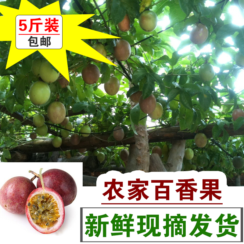 广西农家新鲜水果热带孕妇5斤装中果百香果鸡蛋果西番莲现摘直供|ruв категории водной мясо/свежие фрукты и овощи/еда, свежие фрукты, Маракуйя - от Buy2taobao.com для оказания профессиональной услуги покупки агента Taobao