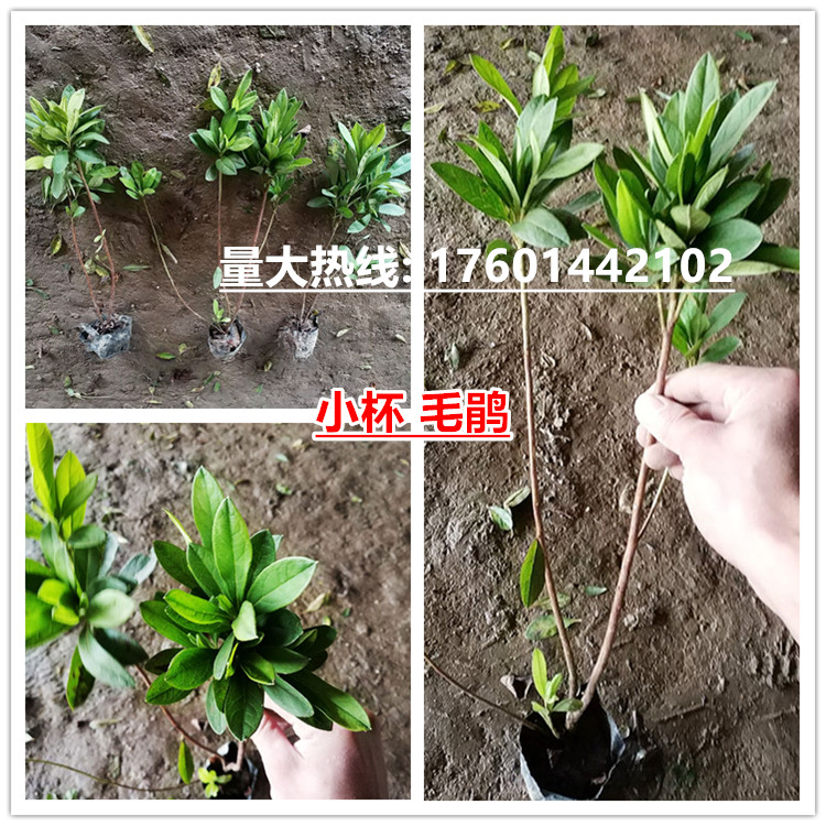毛鵑苗 春鵑苗紫鵑苗 錦繡杜娟 映山紅 紅踯躅 庭院綠化毛鵑花苗在類目 鮮花速遞/花卉仿真/綠植園藝, 花園植物/行道樹/果樹, 觀葉 /花灌木中 - 來自Buy2taobao.com提供專業的淘寶代購服務