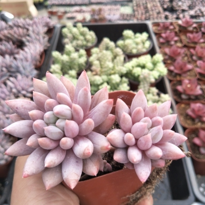 所罗门多肉植物肉嘟嘟超萌多肉天使手指韩国进口肉肉植物办公室