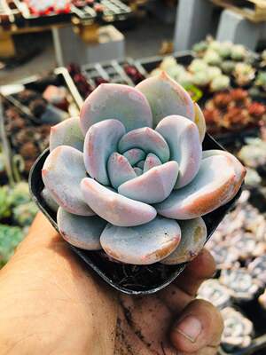 橙梦露 多肉植物正版办公室内肉肉创意多肉花卉绿植盆栽