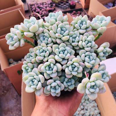 劳尔多肉植物一物一拍有香味罗琦木质杆老桩群生新手肉肉植物盆栽