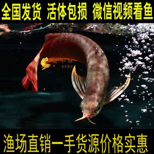 呈千祥龙鱼贸易-红龙鱼观赏鱼活体金龙鱼 \/龙鱼