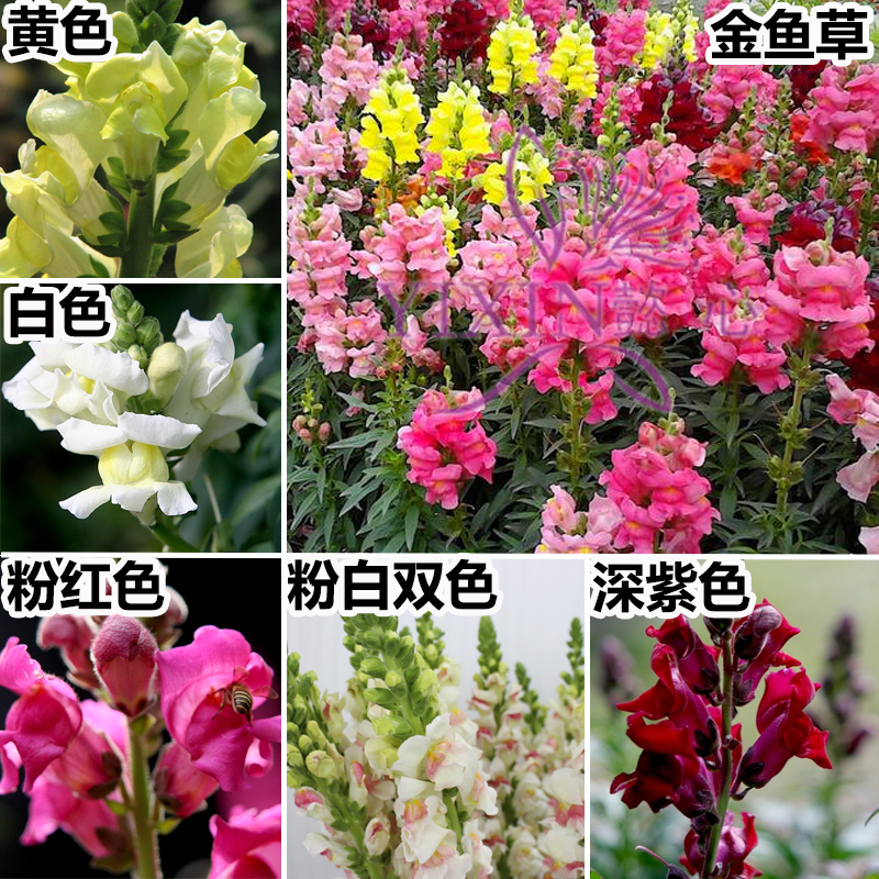 云南昆明基地直供金鱼草鲜花批发婚礼婚车花店花束花蓝配花|ruв категории доставка цветов/цветок моделирования/растения садоводства, доставка цветов (город) - от Buy2taobao.com для оказания профессиональной услуги покупки агента Taobao