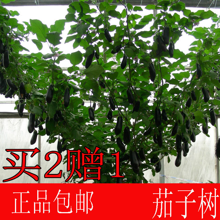 茄子樹苗 種子盆栽地栽 特色高産 樹形茄子多年生無限生長型 包郵在類目 農用物資, 種子/種苗, 蔬菜種子中 - 來自Buy2taobao.com提供專業的淘寶代購服務