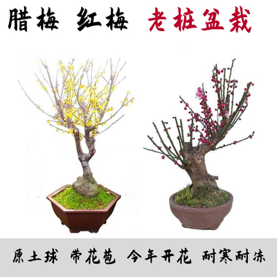 素心腊梅盆栽室内浓香型老桩树苗庭院绿植红梅盆景带花苞耐寒花卉