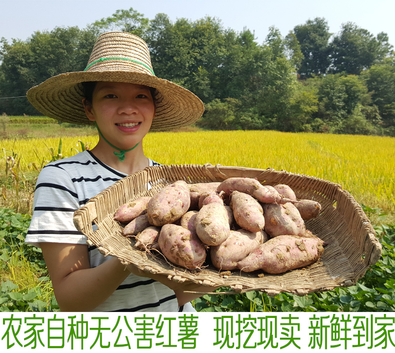 农家新鲜蔬菜红薯地瓜西瓜红心薯小香薯黄心红薯5斤装|msdalam kategori daging perikanan/Buah-buahan segar dan sayur-sayuran/dimasak, sayur-sayuran segar/Vegetable Products, sayur-sayuran segar, ubi keledek - dari Buy2taobao.com untuk memberikan perkhidmatan ejen Taobao profesional membeli