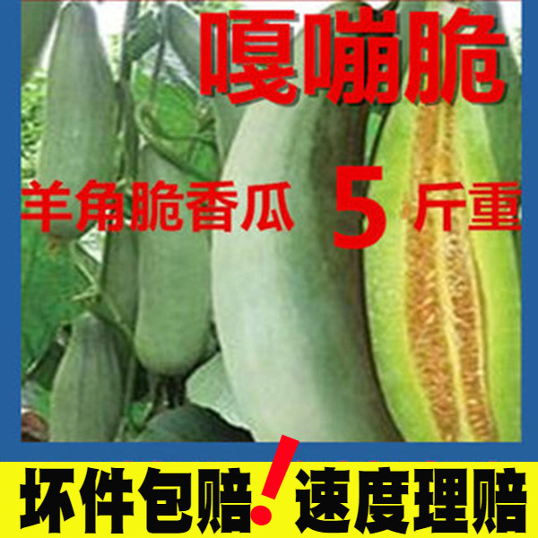 5月28號左右發貨】新鮮羊角蜜5斤羊角脆羊角酥甜瓜脆瓜香瓜水果在類目 水產肉類/新鮮蔬果/熟食, 新鮮水果, 其它中 - 來自Buy2taobao.com提供專業的淘寶代購服務