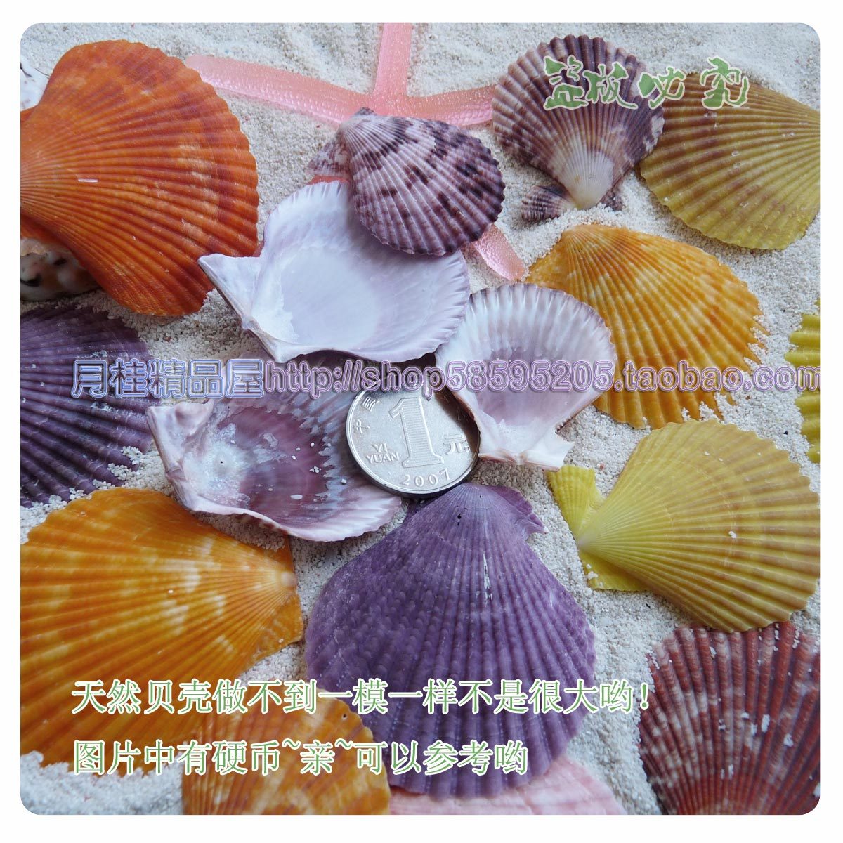 热销彩色贝壳 地中海鱼缸地台拍摄布置海螺家装贝壳墙贴地台婚庆在类目 家居饰品, 创意饰品, 海螺/贝壳/珊瑚中 - 来自Buy2taobao.com提供专业的淘宝代购服务