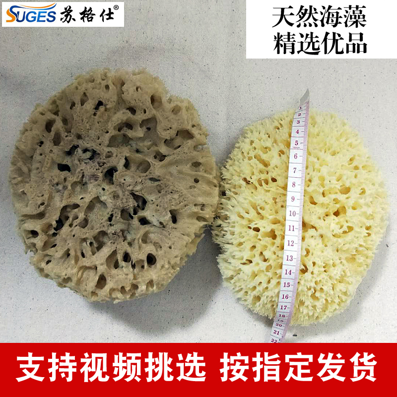 Preferred Greece Seaweed Art paint tool Tricolor Pearl Dedicated Seaweed Symphony Seaweedin the Hardware/Tool , Hand Tools , Brushing tools , Other brushing tools category - from Buy2taobao.com to provide professional Taobao agent buy service
