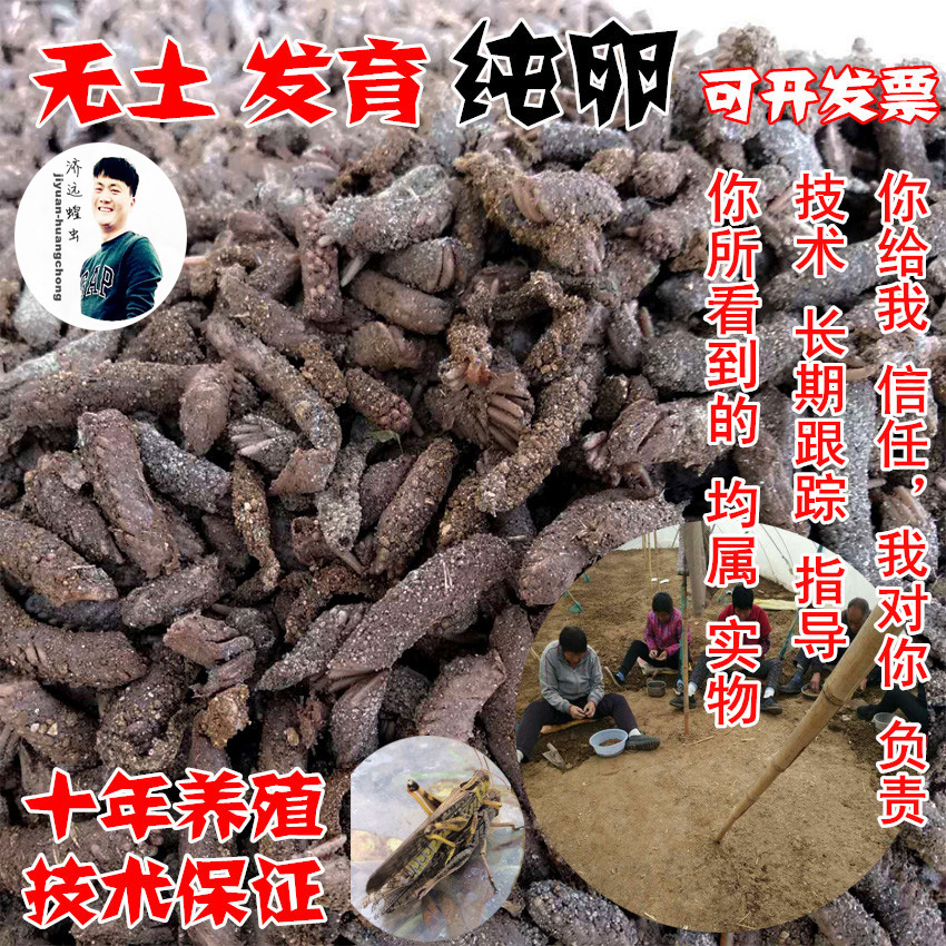 蝗虫卵,蚂蚱卵,蚂蚱籽,蚂蚱苗,蝗虫种卵,蚂蚱种卵,孵化率高在类目 宠物/宠物食品及用品, 爬虫/鸣虫及其用品, 爬虫/鸣虫食物中 - 来自Buy2taobao.com提供专业的淘宝代购服务