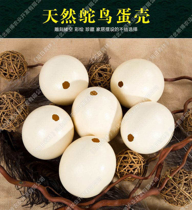 非洲鸵鸟蛋壳 蛋雕工艺品雕刻原材料蛋壳彩绘绘画蛋壳特价包邮在类目 特色手工艺, 少数民族特色工艺品, 俄罗斯族中 - 来自Buy2taobao.com提供专业的淘宝代购服务