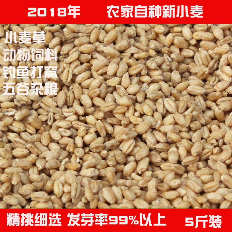 2019新小麥粒種子麥子帶皮小麥草榨汁麥芽糖麥苗雞鴨鴿子飼料5斤在類目 糧油米麪/南北乾貨/調味品, 米/麪粉/雜糧, 其它糧食中 - 來自Buy2taobao.com提供專業的淘寶代購服務