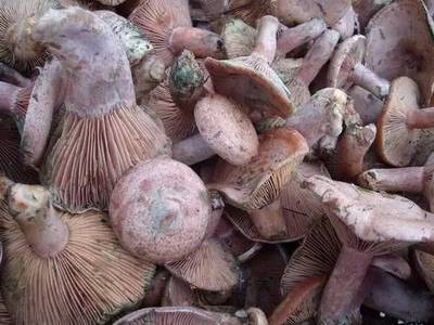 松树菇 松树菌 野生新鲜自采食用毛菌菇天鹅菌高山深林采摘1斤