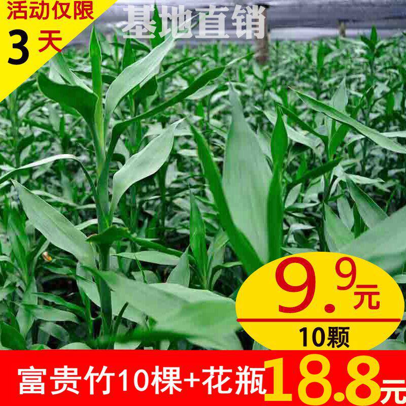 富贵竹转运竹开运竹龙竹观音竹水培客厅室内水培植物大叶竹包邮