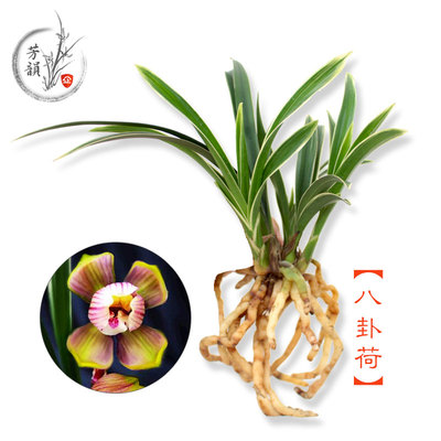 兰花苗 金边矮种线艺四季兰建兰八卦荷浓香花卉绿植盆栽客厅室内