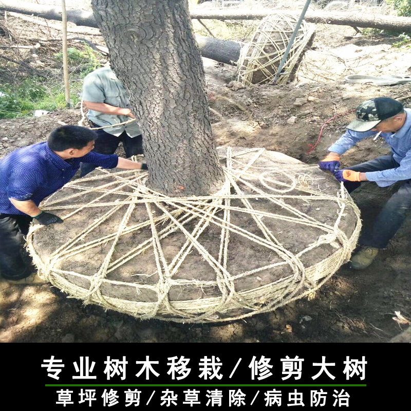 大树移栽树木移植移栽树木上海树木移栽绿化移植 修枝伐木挖树在类目 鲜花速递/花卉仿真/绿植园艺, 园艺设计服务中 - 来自Buy2taobao.com提供专业的淘宝代购服务