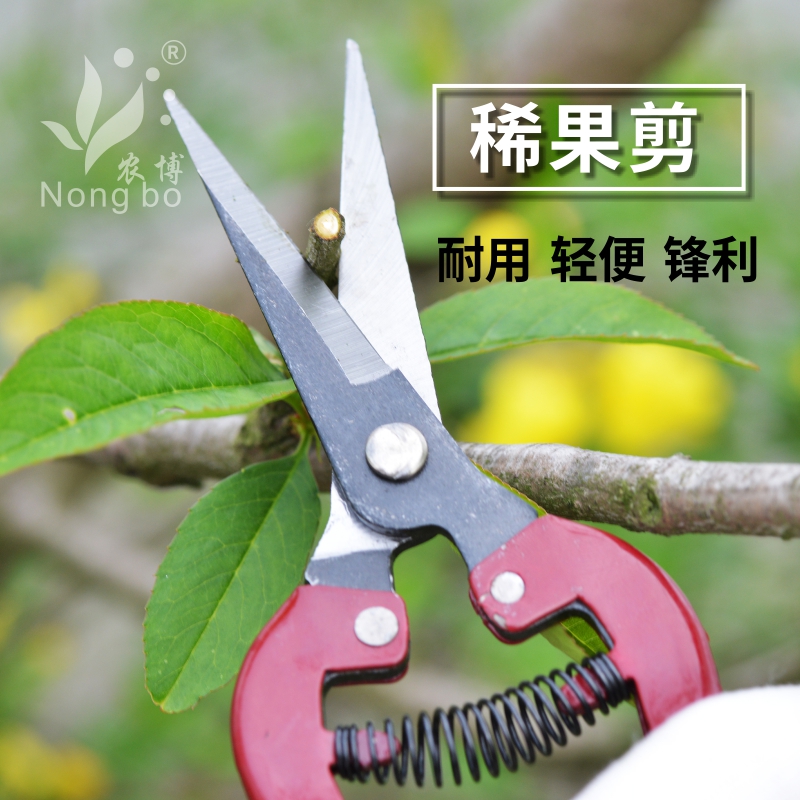 Grape fruit picking scissors Citrus Navel Orange Fruits and vegetables pitaya Tree cutting Pick scissorsin the Flower delivery/Flowers simulation/Plants gardening , Gardening supplies , Gardening/Knife/Scissors/Saw (New) , Scissors category - from Buy2taobao.com to provide professional Taobao agent buy service