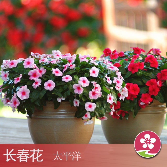 【醉花家】泛美 长春花太平洋 美国进口花种子阳台易种盆栽花种子