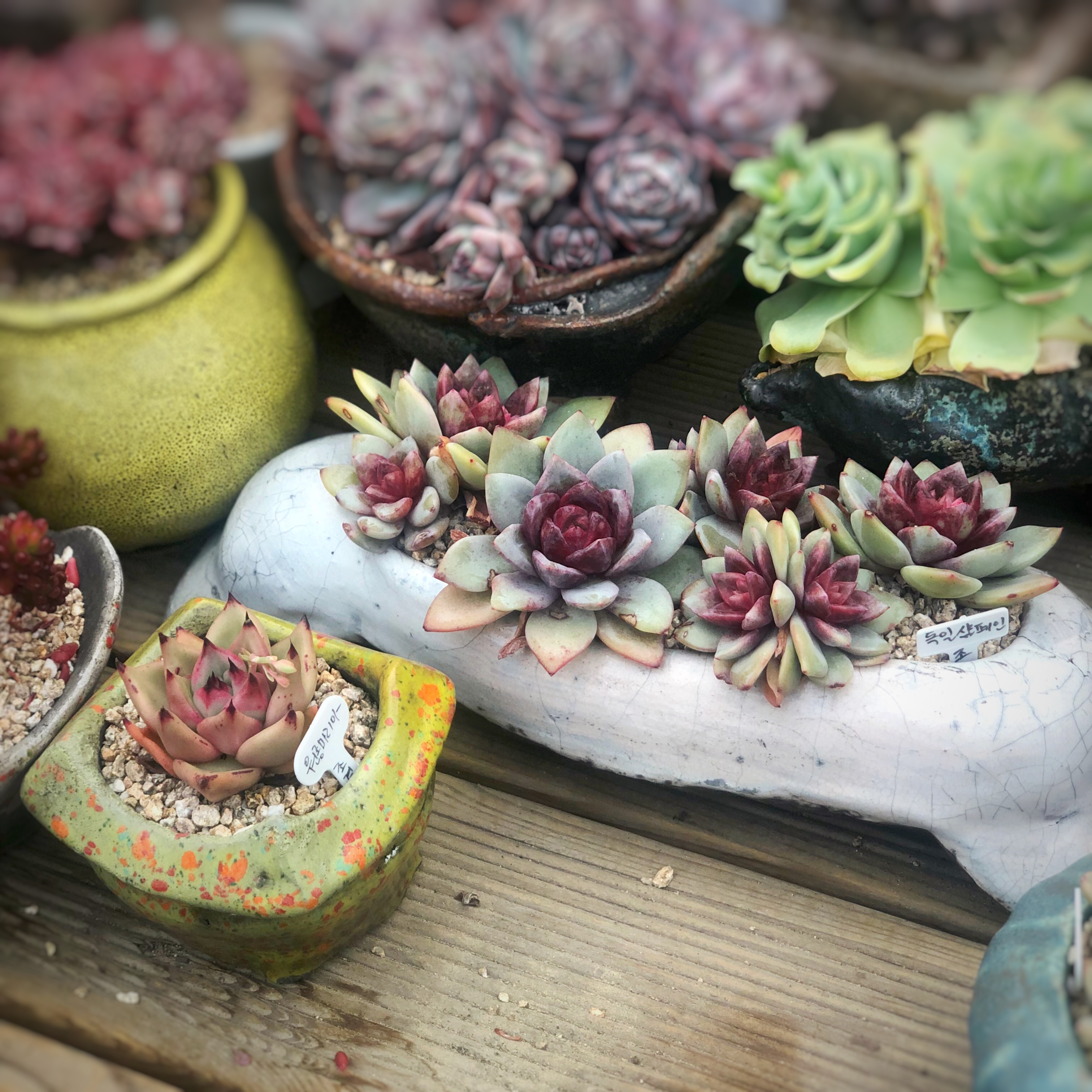 6月12日(16-20)一物一拍韩国多肉植物手工花盆洪岩澜山景韵安兰|msdalam kategori penghantaran bunga/bunga simulasi/tumbuhan berkebun, pasu/bunga/flowerpot/Bunga (baru), flowerpot - dari Buy2taobao.com untuk memberikan perkhidmatan ejen Taobao profesional membeli