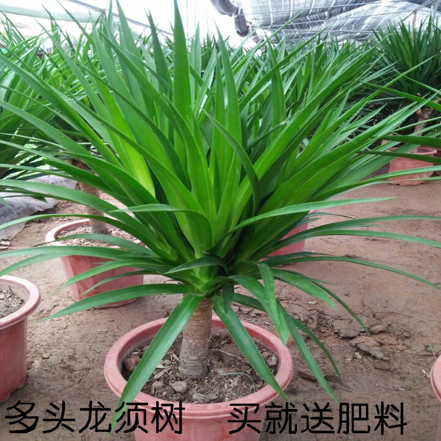 Asparagus tree Bulls Dracaena a living room Potted plant large Botany Plants flowers Formaldehyde absorption Four seasons Evergreenin the Flower delivery/Flowers simulation/Plants gardening , Flowers/Potted plants (New) , Plants category - from Buy2taobao.com to provide professional Taobao agent buy service