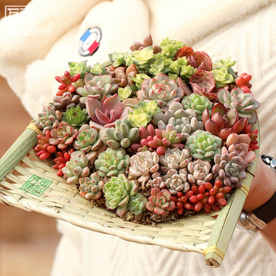 万象更新多肉植物组合盆栽新手多肉小盆景办公室创意花卉绿植盆栽