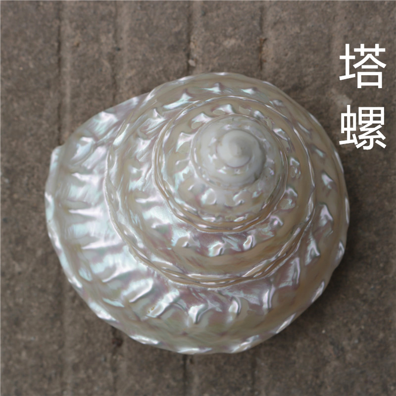 natural Conch shells Coral Aquarium decorations shot prop Arts and Crafts Scenery Mediterranean Sea Starfish Decorationin the Home accessories , Creative Jewelry , Conch/Shell/Coral category - from Buy2taobao.com to provide professional Taobao agent buy service