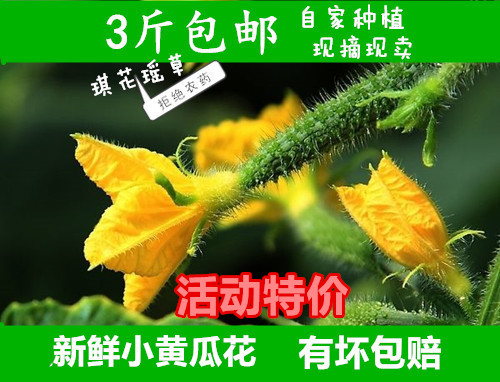 新鲜蔬菜黄瓜花,小乳瓜迷你小黄瓜,顶花嫩黄瓜小青瓜花3斤包邮在类目 水产肉类/新鲜蔬果/熟食, 新鲜蔬菜/蔬菜制品, 新鲜蔬菜, 其它中 - 来自Buy2taobao.com提供专业的淘宝代购服务