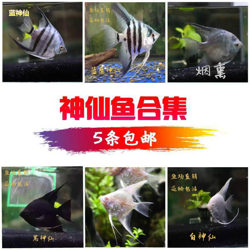 鱼你相遇神仙鱼苗七彩神仙鱼热带鱼秘鲁神仙热带鱼观赏鱼活体包邮在类目 宠物/宠物食品及用品, 水族世界, 鱼中 - 来自Buy2taobao.com提供专业的淘宝代购服务