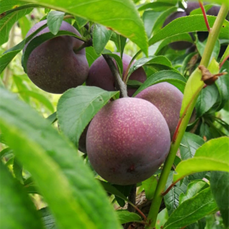 Wenchuan Crisp Lee Sichuan Province fresh pregnant woman fruit Plums Tastyin the Aquatic meat/Fresh fruits and vegetables/Cooked , Fresh fruit , Plums category - from Buy2taobao.com to provide professional Taobao agent buy service