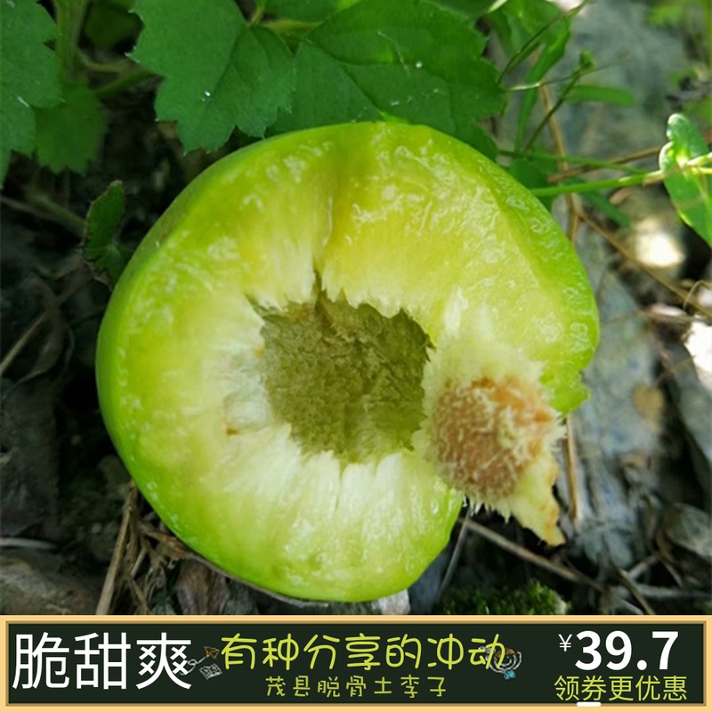 四川青红脆李现摘青脆李新鲜茂县汶川水果脱骨土李子5斤包邮甜脆|ruв категории водной мясо/свежие фрукты и овощи/еда, свежие фрукты, слива - от Buy2taobao.com для оказания профессиональной услуги покупки агента Taobao