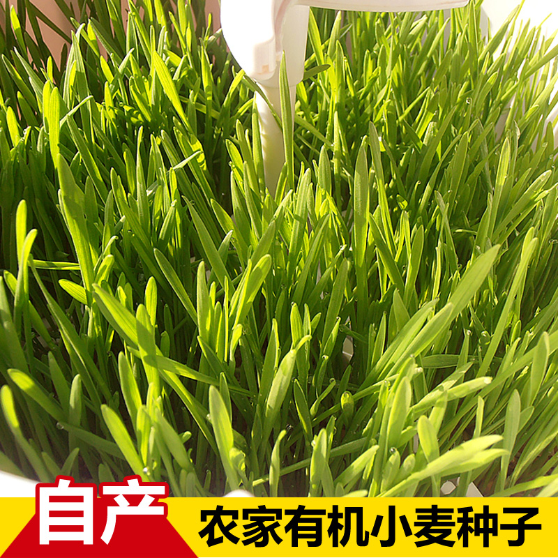 小麦种子猫草小麦草麦粒麦芽糖回春水榨汁高产农家麦苗种子包邮在类目 鲜花速递/花卉仿真/绿植园艺, 园艺用品, 育苗盘/营养钵中 - 来自Buy2taobao.com提供专业的淘宝代购服务