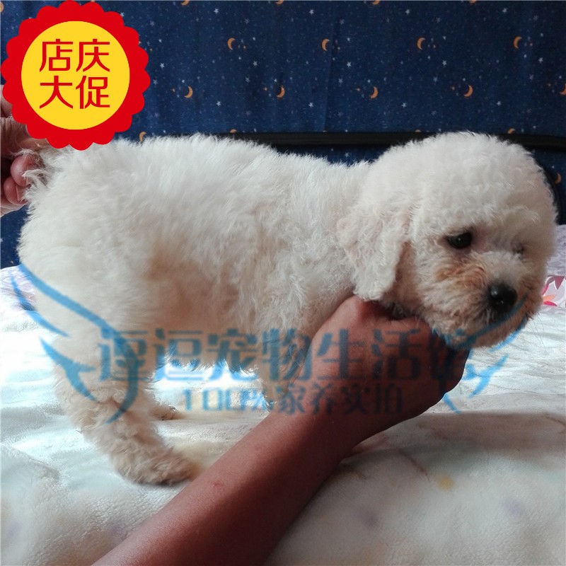 家養實拍 大毛量純白色泰迪幼犬 灰貴賓後代 茶杯犬活體小型犬在類目 寵物/寵物食品及用品, 狗狗中 - 來自Buy2taobao.com提供專業的淘寶代購服務