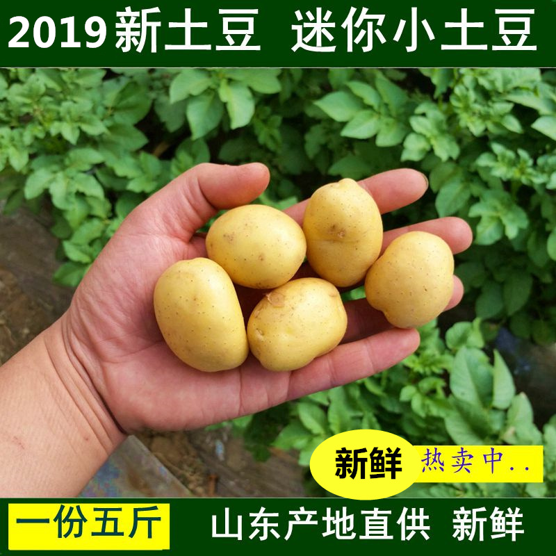 新鮮迷妳小土豆馬鈴薯農家自種黃心土豆小洋芋非轉基因5斤包郵在類目 水產肉類/新鮮蔬果/熟食, 新鮮蔬菜/蔬菜製品, 新鮮蔬菜, 土豆中 - 來自Buy2taobao.com提供專業的淘寶代購服務