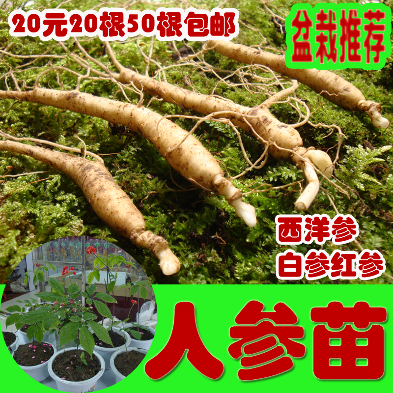 ginseng Red ginseng White Ginseng American ginseng Ginseng 20 element 20 Savage Mountain ginseng Markdown salein the Traditional nourishing food , Ginseng tonic , Ginseng/Garden ginseng category - from Buy2taobao.com to provide professional Taobao agent buy service