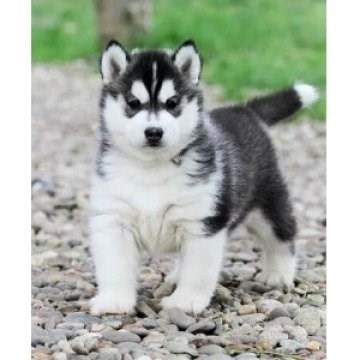 Thoroughbred Husky Blue eyes Husky Puppies Three fire Husky Malamute living thing Pets Dogsin the Electronic Dictionary/Electronic paper book/Stationery , Printing Products , Other bags category - from Buy2taobao.com to provide professional Taobao agent buy service