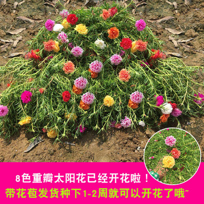 太阳花重瓣盆栽花苗植物牡丹宿根阳台庭院带根带花苞发货8色包邮