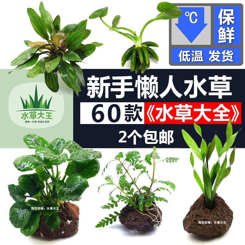 《活体鱼缸》包邮装饰活体水榕活体种子水榕沉木活体大王水草懒人|ruв категории животное/Животное питание и принадлежностей, аквариум мира, аквариум аквариум оборудования и т.д., тростник - от Buy2taobao.com для оказания профессиональной услуги покупки агента Taobao