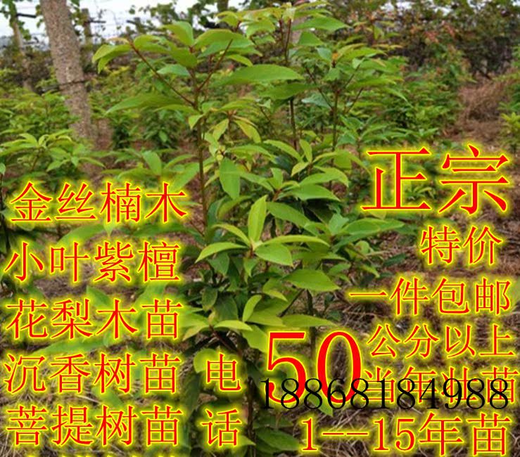 直销正宗黄花梨树苗沉香苗金丝楠木树苗小叶紫檀苗菩提树苗水腊苗