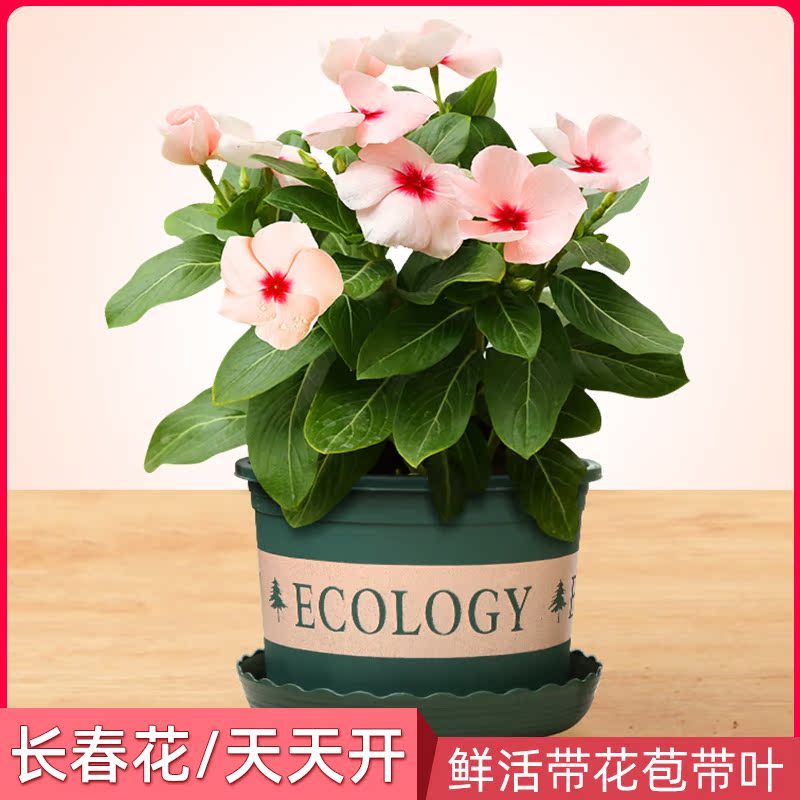 长春花苗盆栽天天开日日春花苗带花带叶四季开花室内庭院阳台绿植|msdalam kategori penghantaran bunga/bunga simulasi/tumbuhan berkebun, bunga/Tumbuh-tumbuhan tumbuh-tumbuhan pasu (baru), bunga - dari Buy2taobao.com untuk memberikan perkhidmatan ejen Taobao profesional membeli