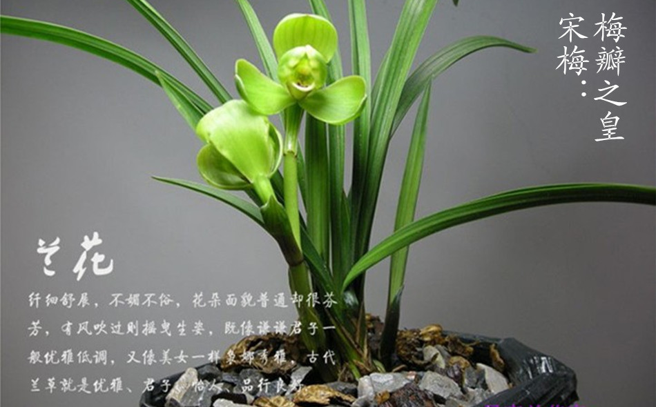 宋梅 四大天王之一 春兰兰花苗 花卉盆栽兰花浓香 正品 40元/苗在类目 鲜花速递/花卉仿真/绿植园艺, 花卉/绿植盆栽(新), 花卉中 - 来自Buy2taobao.com提供专业的淘宝代购服务