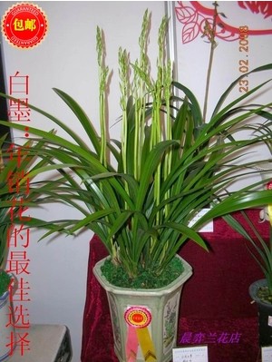 白墨13元壹苗 不帶花苞蘭花 5苗65元包郵 客廳綠植盆栽 墨蘭蘭草在類目 鮮花速遞/花卉仿真/綠植園藝, 花卉/綠植盆栽(新), 綠植中 - 來自Buy2taobao.com提供專業的淘寶代購服務