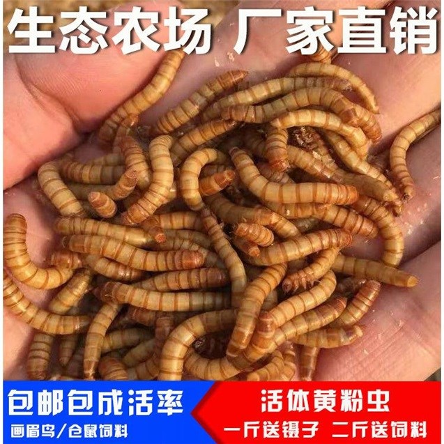黄粉虫活体面包虫活体鹦鹉鱼乌龟金龙鱼画眉鸟石蛙鸟刺猬包邮1斤|msdalam kategori haiwan peliharaan/makanan haiwan dan bekalan, Burung dan bekalan, makanan burung - dari Buy2taobao.com untuk memberikan perkhidmatan ejen Taobao profesional membeli