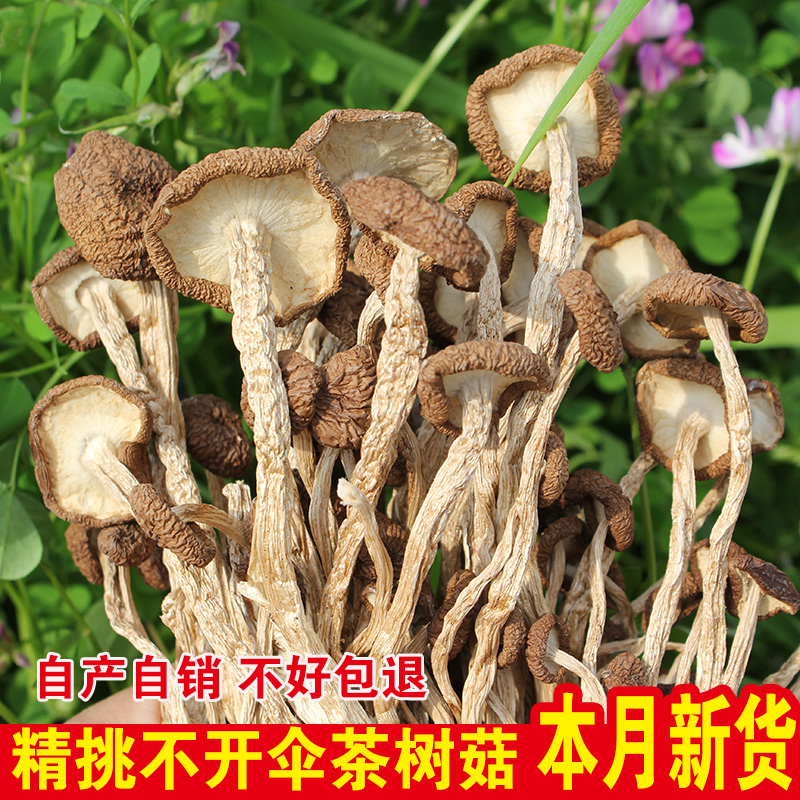 新货茶树菇干货特级不开伞农家自产江西广昌特产香500克包邮在类目 粮油米面/南北干货/调味品, 南北干货/肉类干货, 干货/土特产, 香菇类中 - 来自Buy2taobao.com提供专业的淘宝代购服务