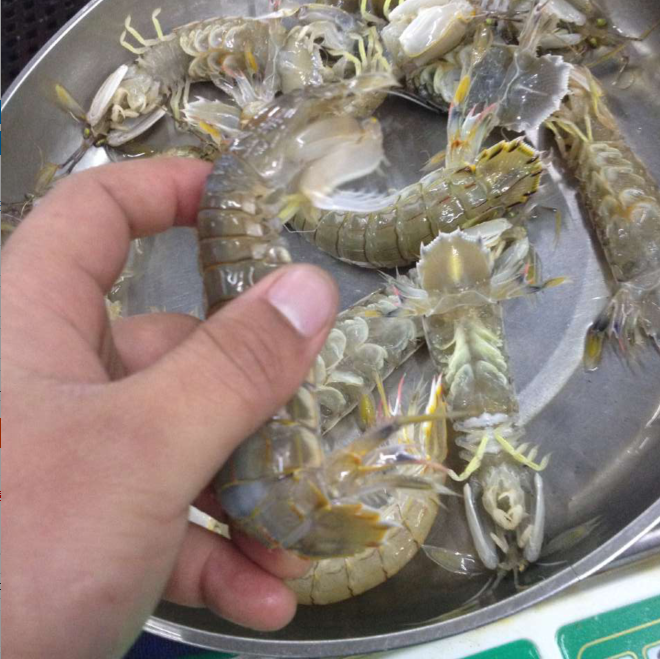 西安海鮮直達鮮活琵琶蝦蝦爬子蝦姑富貴蝦海鮮水産超市500克在類目 水產肉類/新鮮蔬果/熟食, 海鮮/水產品/製品, 蝦類, 活蝦中 - 來自Buy2taobao.com提供專業的淘寶代購服務