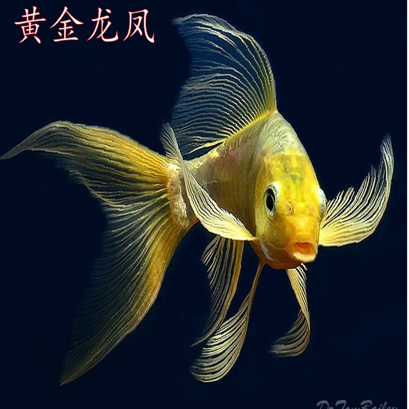 纯种日本锦鲤黄金龙凤锦鲤观赏鱼 鱼苗活体 招财风水鱼包活包邮在类目 宠物/宠物食品及用品, 水族世界, 鱼中 - 来自Buy2taobao.com提供专业的淘宝代购服务