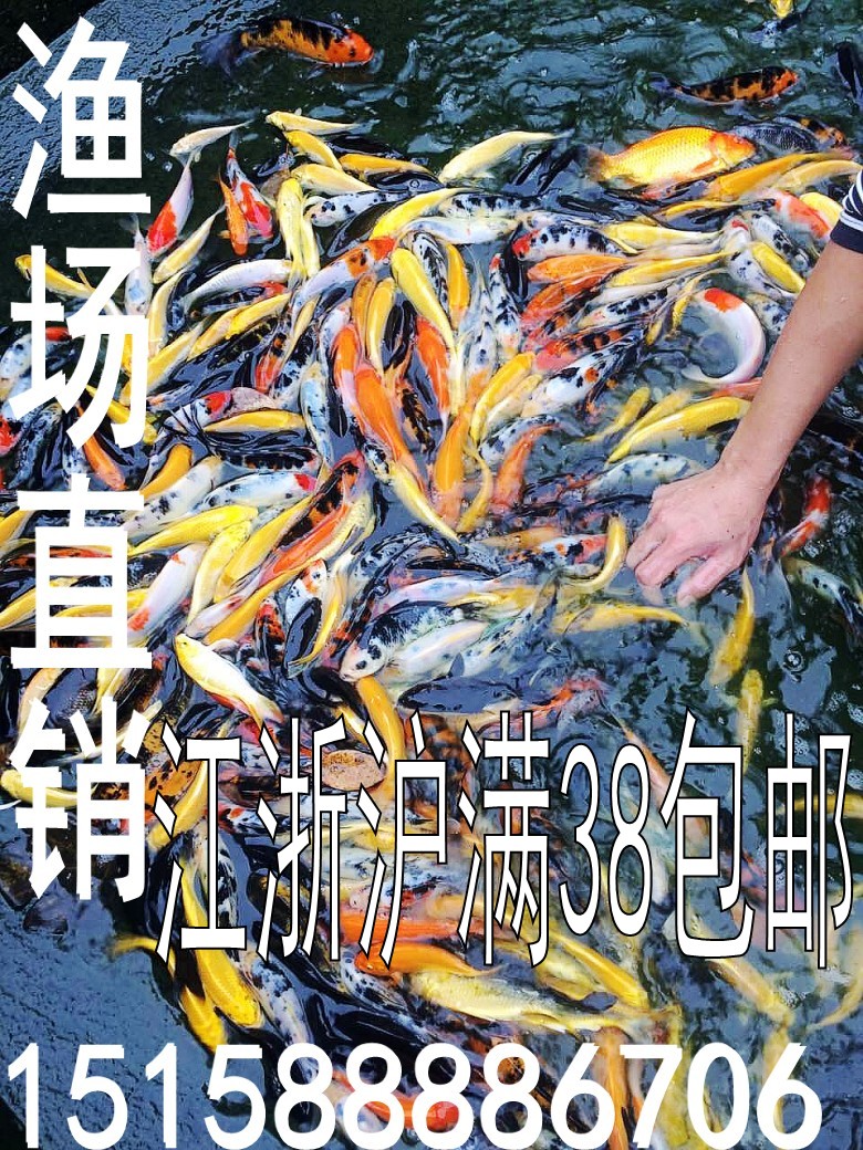 锦鲤活体日本纯种锦鲤水池风水鱼各种品种花色锦鲤鱼苗冷水鱼包活在类目 宠物/宠物食品及用品, 水族世界, 鱼中 - 来自Buy2taobao.com提供专业的淘宝代购服务