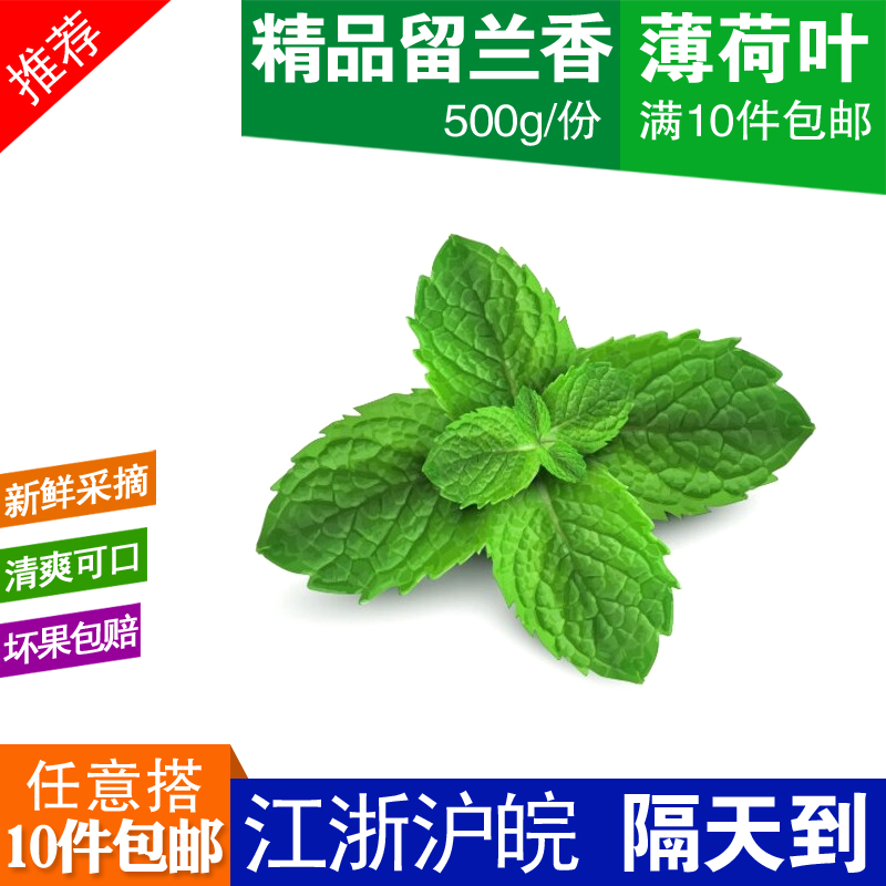 新鲜薄荷叶500g食用留兰香薄荷叶调酒烘培装饰西餐厅调味10件包邮在类目 水产肉类/新鲜蔬果/熟食, 新鲜蔬菜/蔬菜制品, 新鲜蔬菜, 其它中 - 来自Buy2taobao.com提供专业的淘宝代购服务