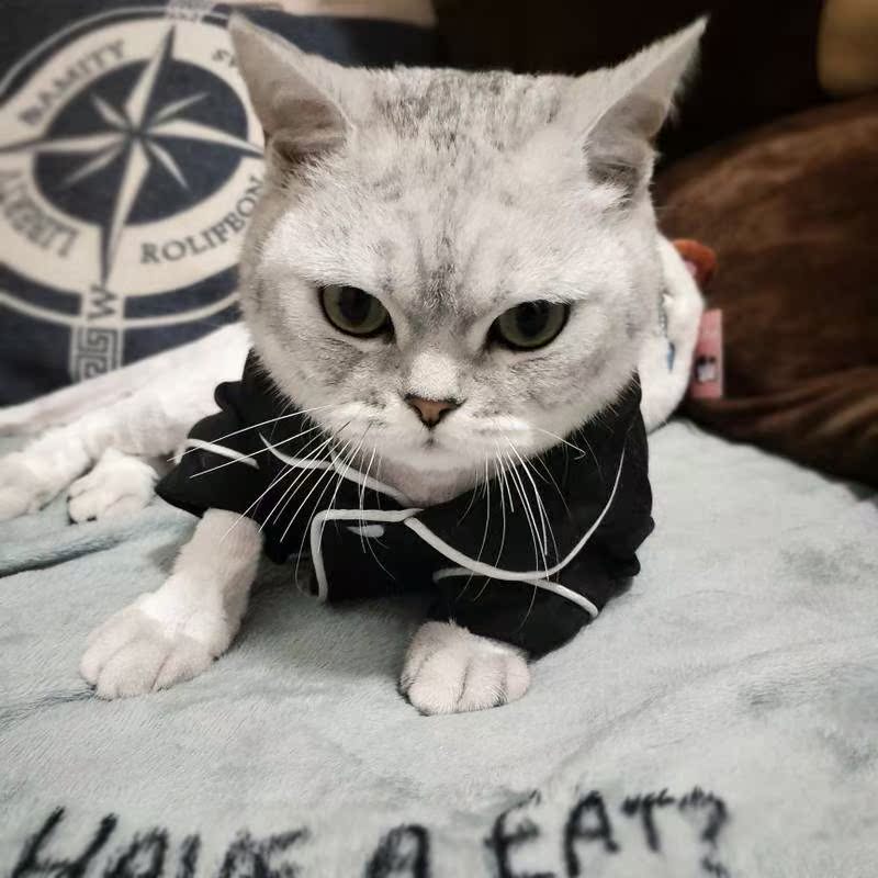 猫咪衣服夏装英短蓝猫无毛猫小奶猫可爱睡衣幼猫夏季薄款宠物衣服|msdalam kategori haiwan peliharaan/makanan haiwan dan bekalan, Haiwan pakaian dan aksesori, haiwan pakaian/baju hujan - dari Buy2taobao.com untuk memberikan perkhidmatan ejen Taobao profesional membeli