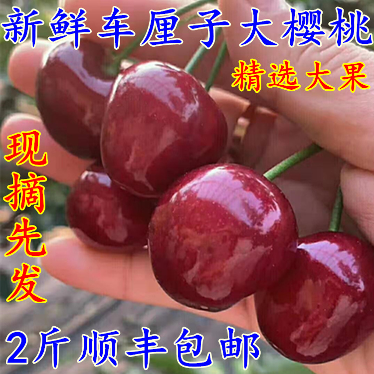 大樱桃新鲜水果大樱桃大连美早大樱桃车厘子樱桃2斤顺丰包邮在类目 水产肉类/新鲜蔬果/熟食, 新鲜水果, 车厘子/樱桃中 - 来自Buy2taobao.com提供专业的淘宝代购服务